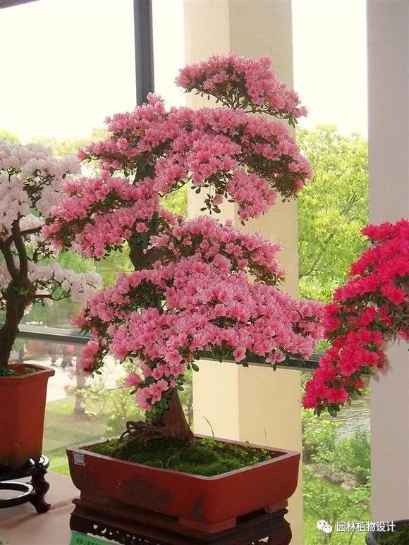 这8种室内花卉盆栽,春节就能开花!