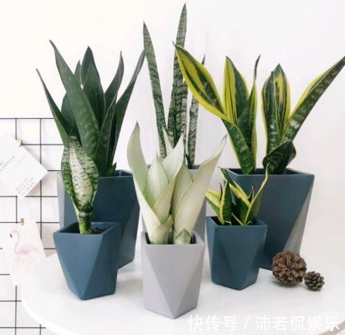 一堆“废料”一个桶，自制“万能营养液”，养啥花都好用