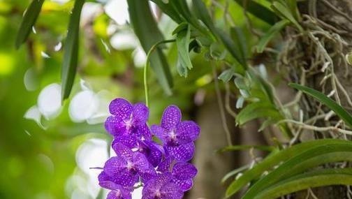 前人传下来的养兰“8字经”,是对养好兰花的经验和总结,赶紧学