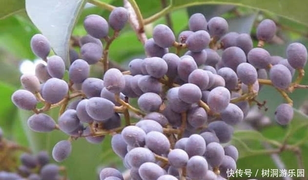  血管|高血脂不用愁，多吃这几样食物，帮你清血管降血脂，身体更健康