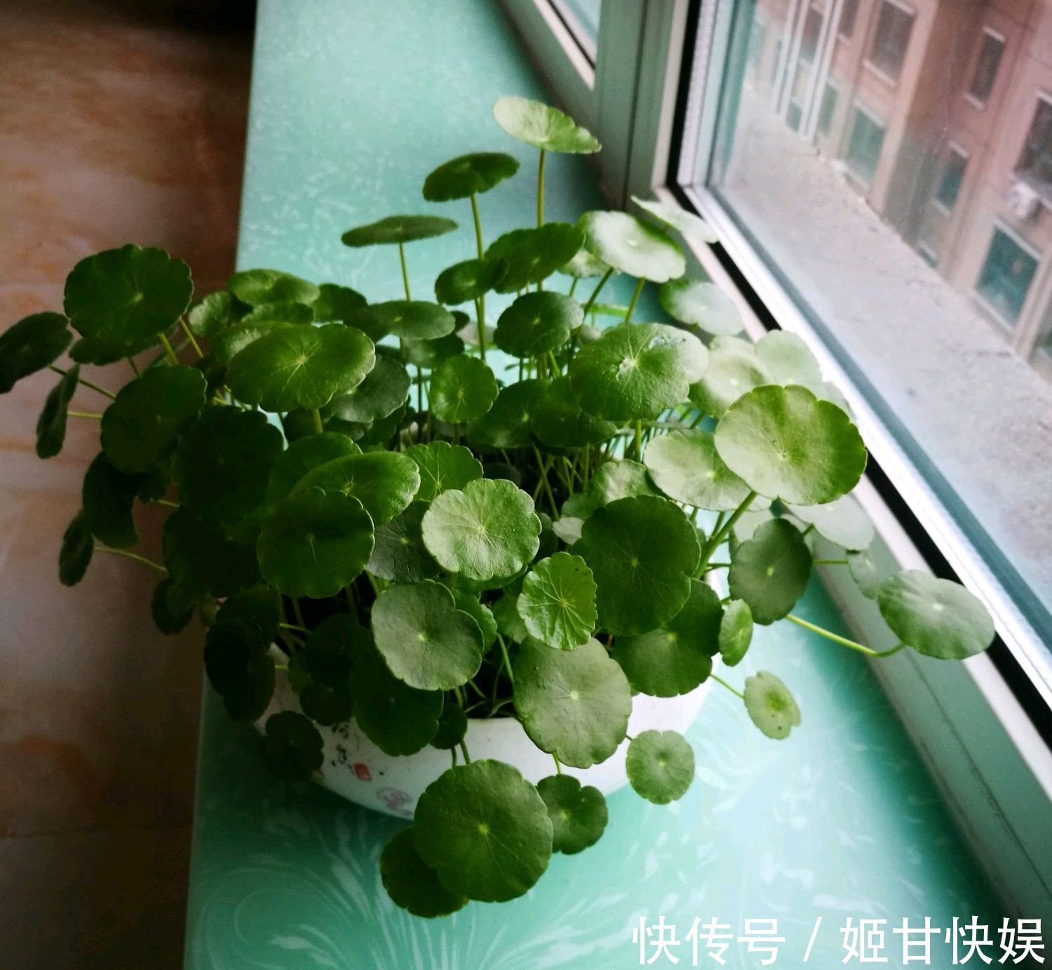 铜钱草又黄又乱糟糟的该怎么养剃头半土加半水,一个月再次爆盆