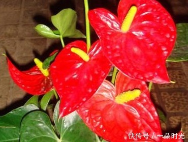 此花象征着远大的理想，热情似火的外表，吸引着他人的注意力