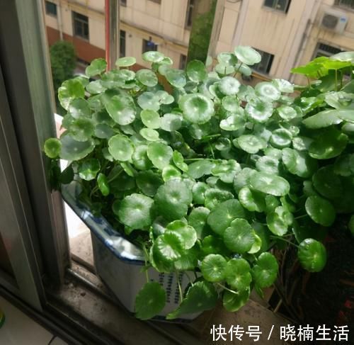卧室养花,就养4种小绿植,有生机好管理