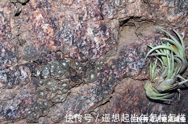 科研|你是在养多肉，不是在搞科研，低温露养要不得！