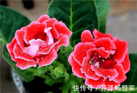 植株|喜欢养护花卉,就养护3种花卉,花色绚丽,花期长,妖娆多姿