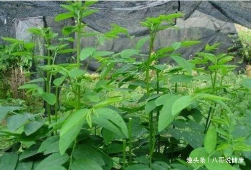 野菜|一种长树上的野菜，民间“美容菜”，医界“消炎药”，清热治头痛