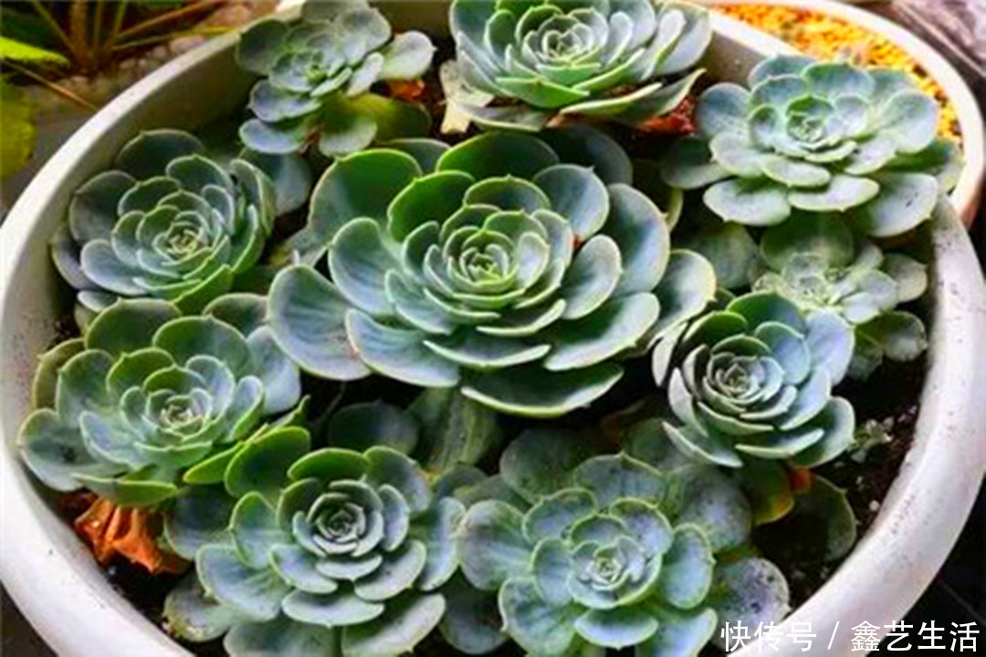 越虐越长疯,3周胖到爆炸的多肉控养大法,不轻易外传