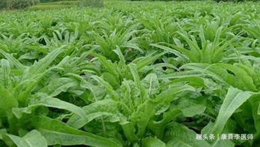 叶绿素|中年人想身材好，多吃几种食物，排毒消脂，改善便秘，预防疾病