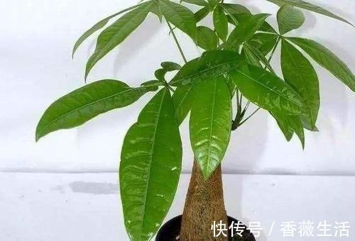 养护|发财树这么养,半年就从指头宽长到大腿粗,植株健硕,四季常青