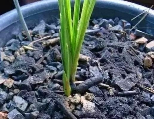 给花“换土”太麻烦丢点“这”3种“玩意”,旧土变成新土!