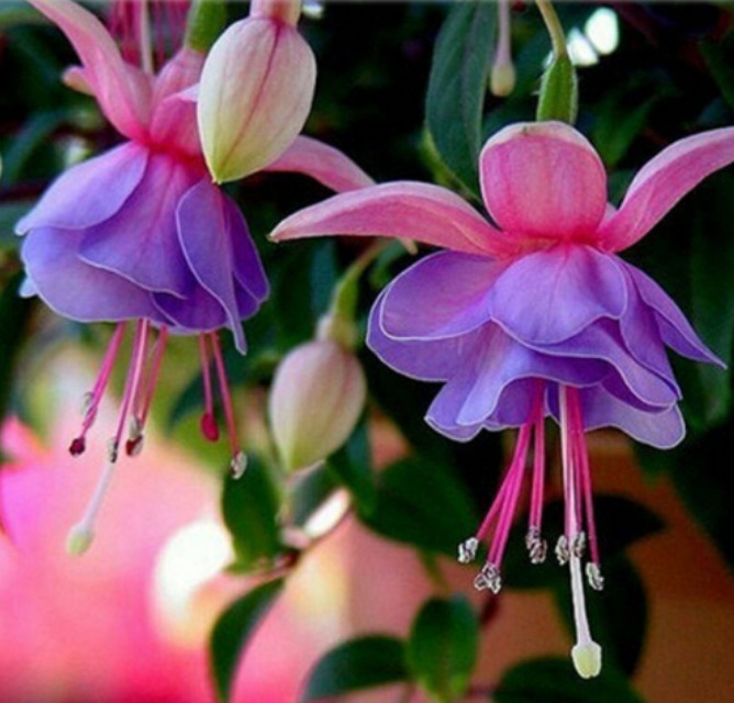 最仙的花卉,迷人的花朵,人见人爱,花朵姿态万千,美