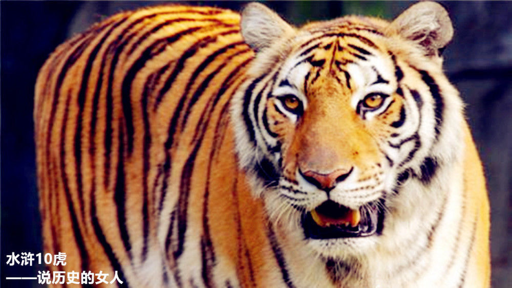 水浒|水浒10虎：1色鬼，1杀神，2孝子，其余6个全是纸老虎！