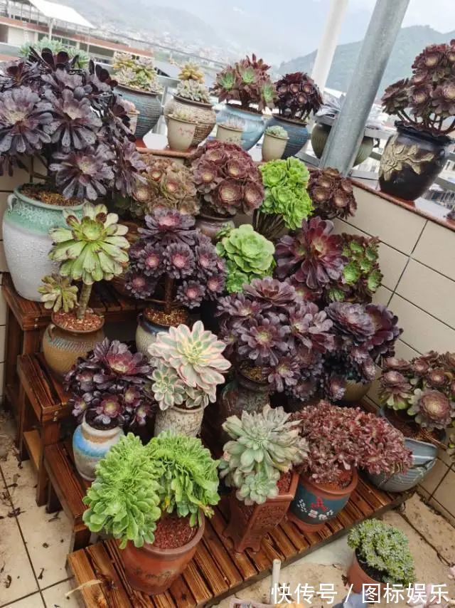 遇见，是一生！遇见多肉，是我的余生和全部！