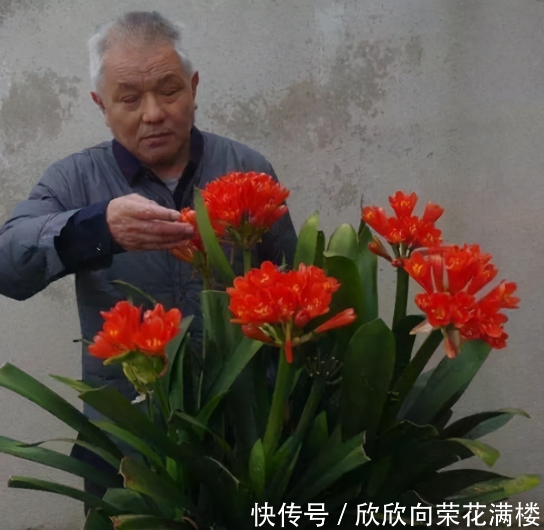 老大爷养君子兰,整整10年,仅靠4种窍门,从幼苗养成富贵花