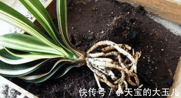 给花换盆注意这3点，否则换一盆死一盆，千万牢记