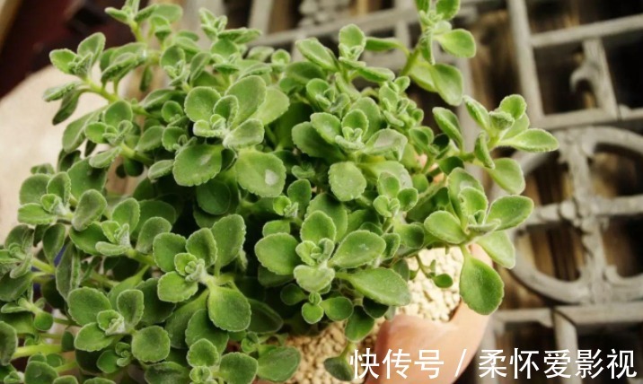 给卧室挑选盆栽,得兼顾安神的作用,聪明人早入手养这3样了