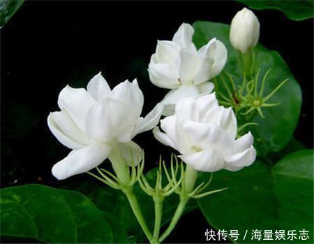 土质|茉莉花开花少，这不是问题，教你几招，花枝都是花苞
