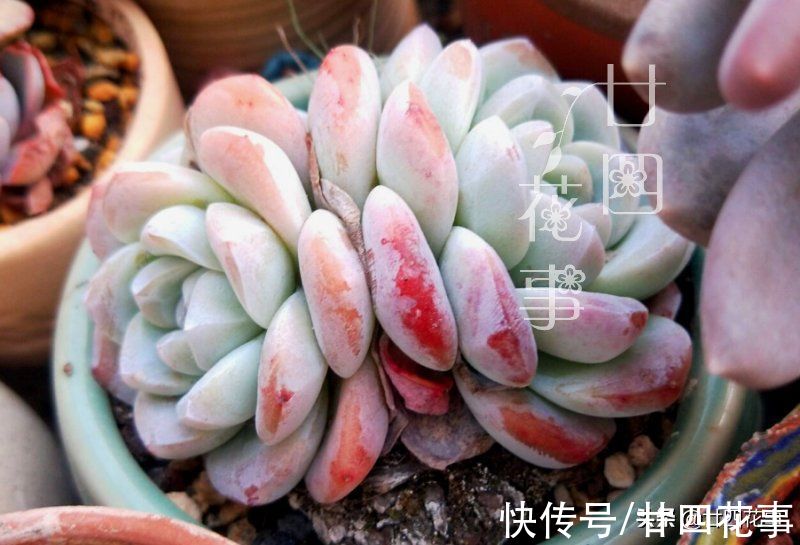 多肉“控养”有前提，“3要4不”别做反，错了变瘦，对了肥美