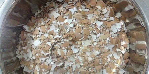  用来|鸡蛋壳不要随便丢，简单处理后用来养花，盆栽长得绿油油