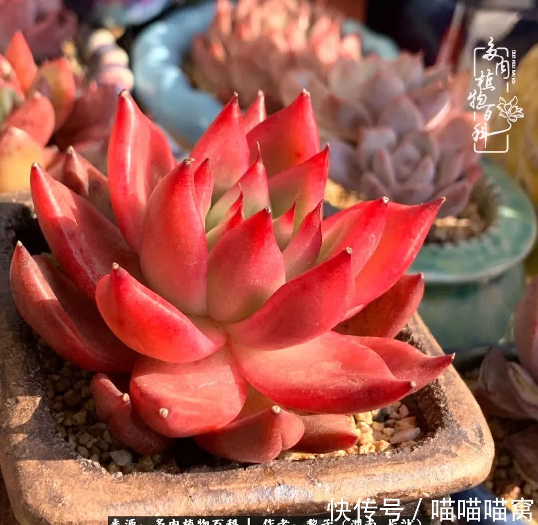 最温暖不过人间烟火,来自逆挂区的多肉!