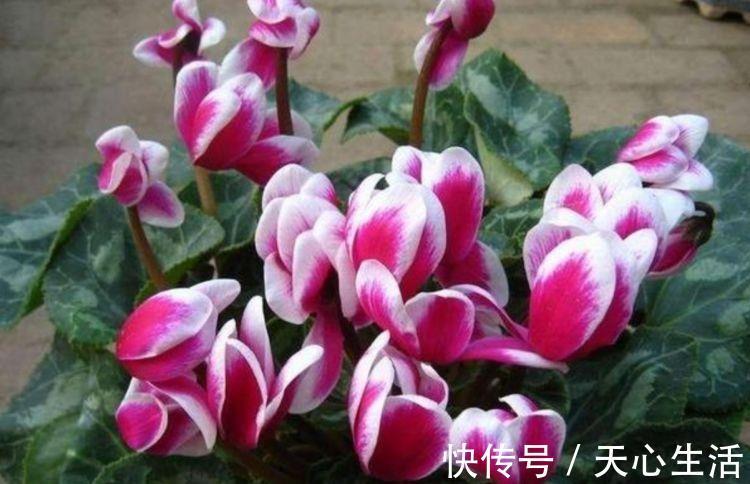 几种花卉美过玫瑰,一年四季花开不停,简单易成活