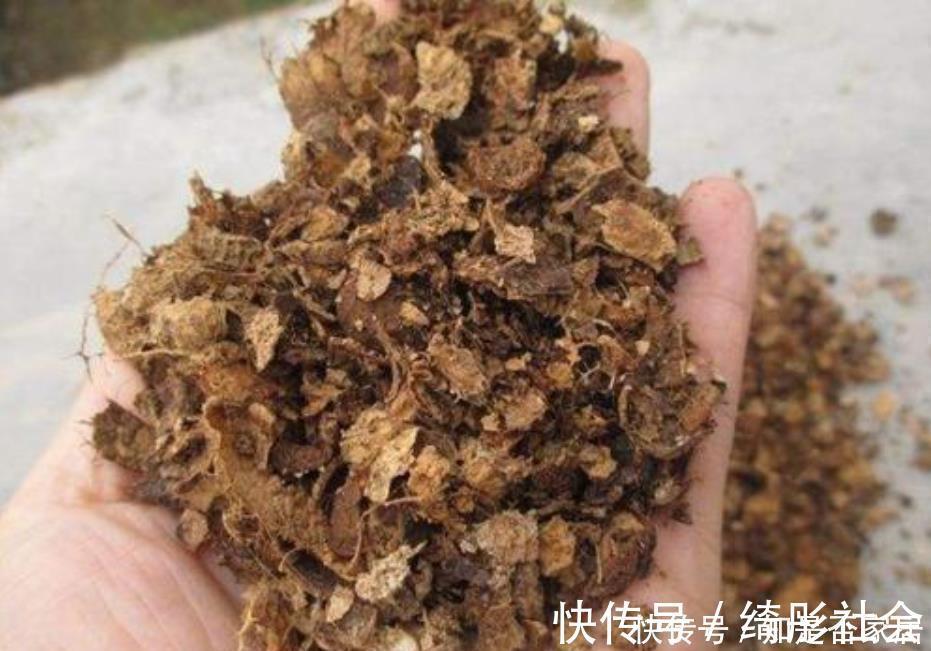 叶子|好土才能养好君子兰,3种“废物”搭配,不花一分钱,根系长满盆