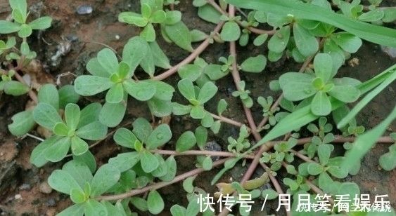 抗癌|农村这些野菜,煮吃喝,清肝明目,降血压、减肥,还败毒抗癌!