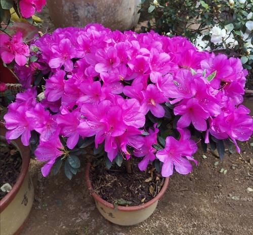 为花卉换盆，少做这2件事，等于白忙活