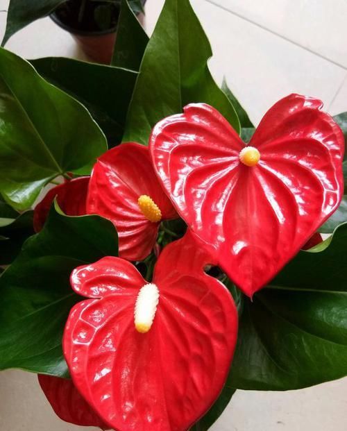  摆放在家里|养此3种花，花朵碗口大，养1盆上档次，亲戚、朋友都喜欢