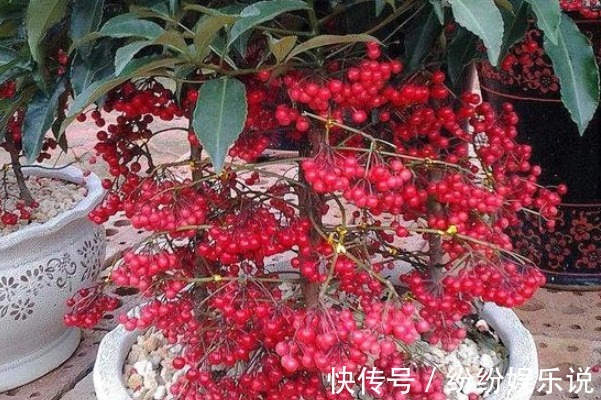家里种上三种花,名字吉利寓意吉祥,想不到比发财树强十倍