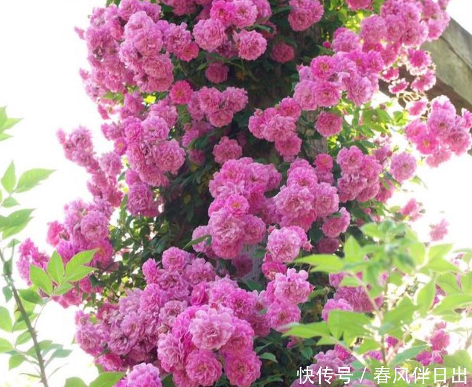 金弹子金弹子|居家就养此款花卉,开花大又香,开出一片花海