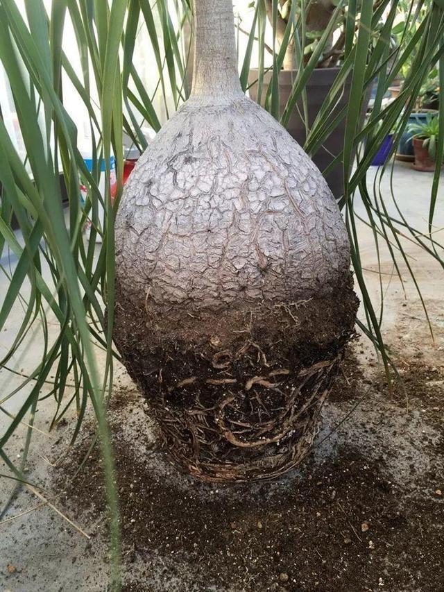 开花|6种漂亮花,都有“大肚子”,吸一次水一个月不浇,天热狂开花