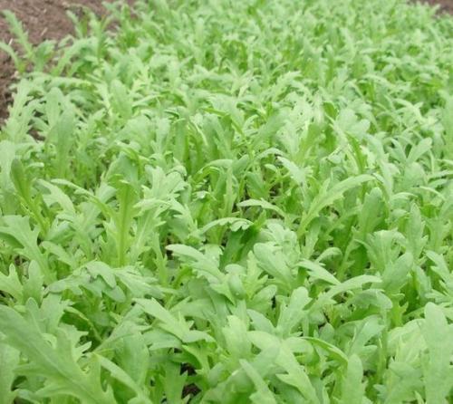 通腑利肠|农村到处都是宝，3种野菜，清肝护肝，养肝明目，农村人很幸运