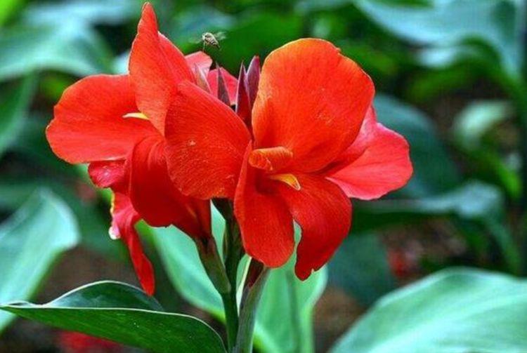 养花试试此几种,一个种球就能爆盆,花开枝繁叶茂,美极了