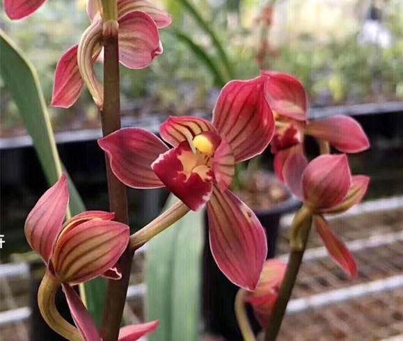 养兰花一年365天不偷懒,天天有花开,开到你不想要