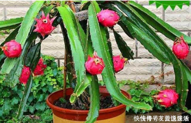 氮肥|在家也能种火龙果,7天生根发芽,好养易活结果量大,果子挂满树