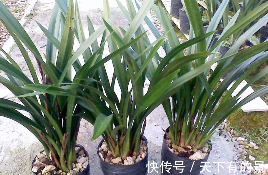 花盆|夏季超值款兰花:大花蕙兰,冬春爱开花,养一株香一室