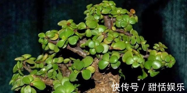 最命硬的6种花,30天不浇水,照样开花不断,1盆能活好几年