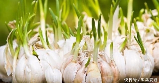  保存|才知道大蒜可以这样保存，不会发芽，不会干瘪，大半年不会坏