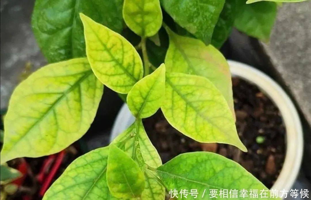 硫酸亚铁养花,不要乱用,做好2个细节,长得旺盛叶子浓绿