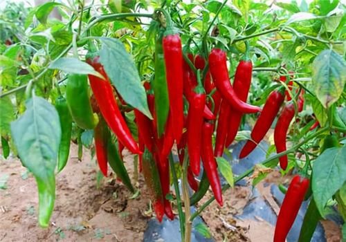 食物|爱美的女性常吃3种食物，轻松减掉小肚腩，清热消暑，养血调经