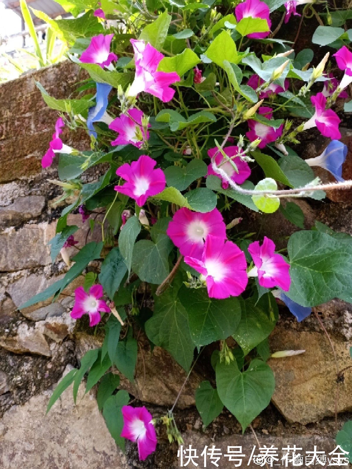 马蹄莲|不同生肖，幸运花也不同，你的幸运花是哪种