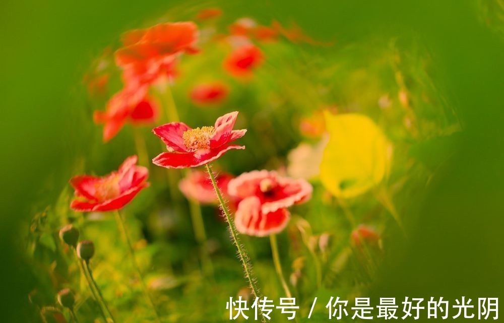 人人|一首人人喜欢的诗作,读来神清气爽,却很少有人知道作者