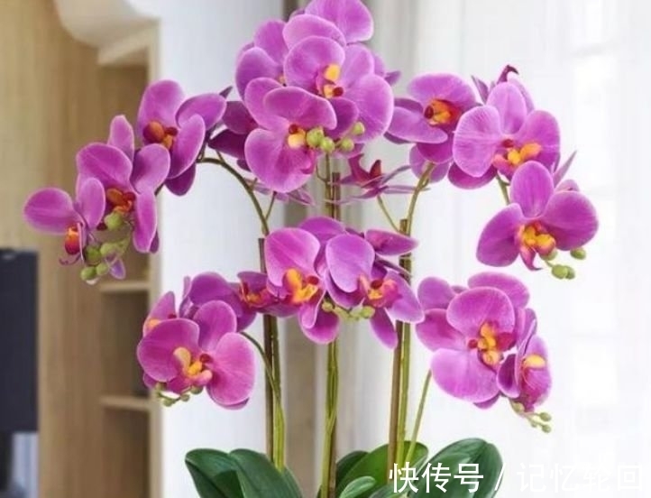 六倍利六倍利|如此漂亮的“4种花”,花朵大花期长,比牡丹还美,年年开花美翻