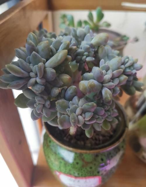 买一盆几百块甚至上千块的多肉老桩是一种怎样的体验?