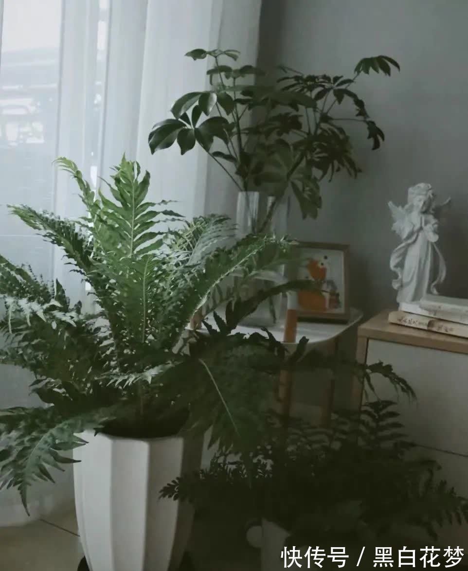 风水|五种小盆栽，耐阴又好养，办公室养几盆，增财运，旺事业
