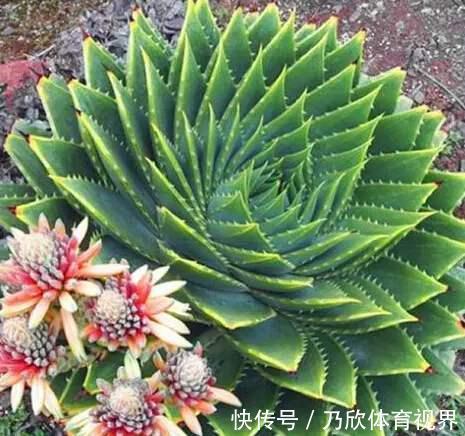 叶片|养这10种花，再喜欢也别多浇水，少浇水，不管它，反而花更多