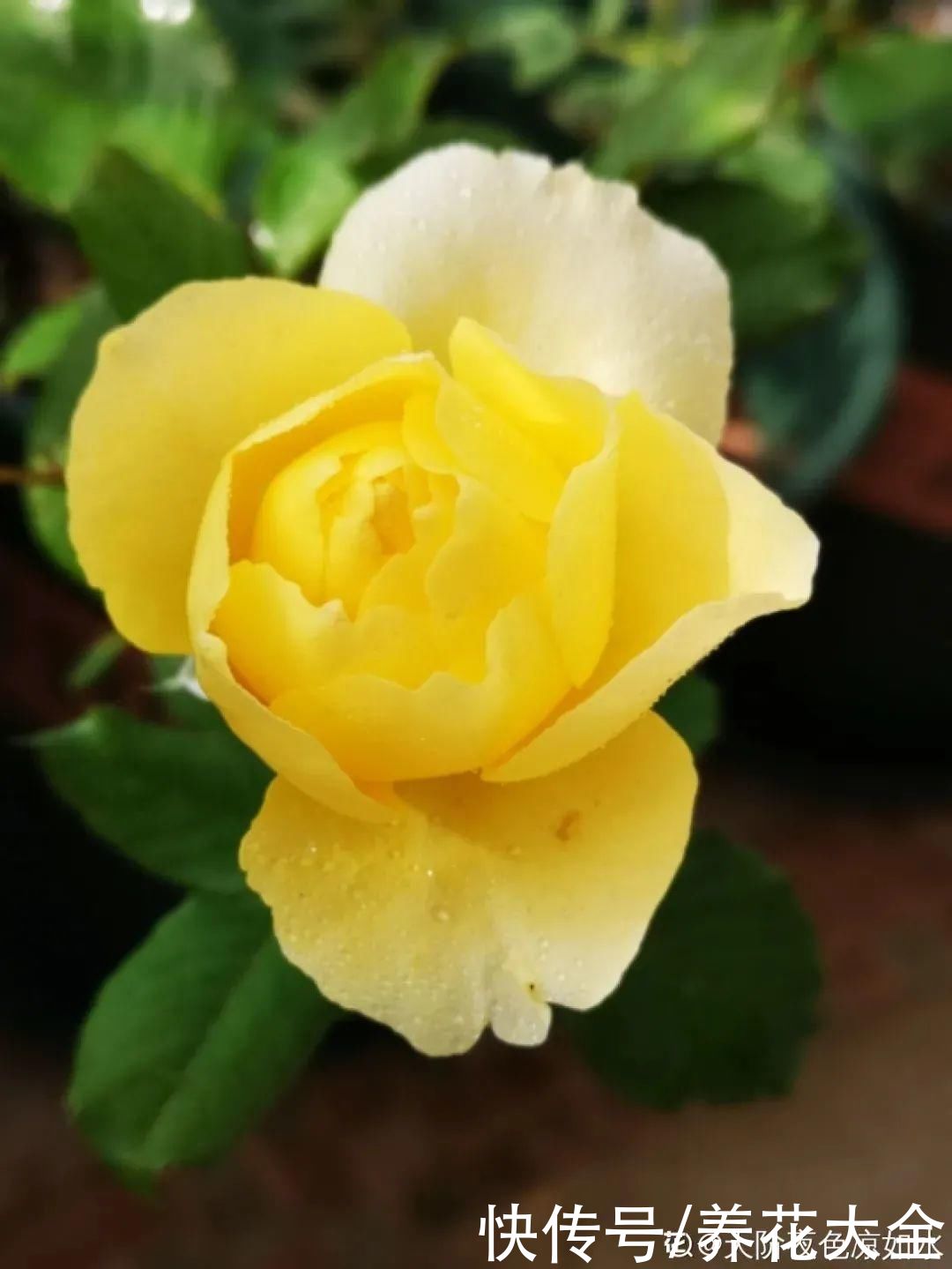 在家养盆“爆花战斗机”，只需要一盆，能开上百天不歇气