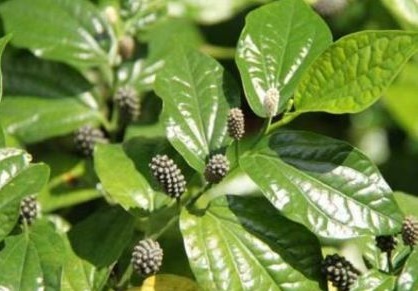 活血化瘀|医生提醒：常吃以下3种野菜，能清热解毒，活血化瘀，消肿止痛！