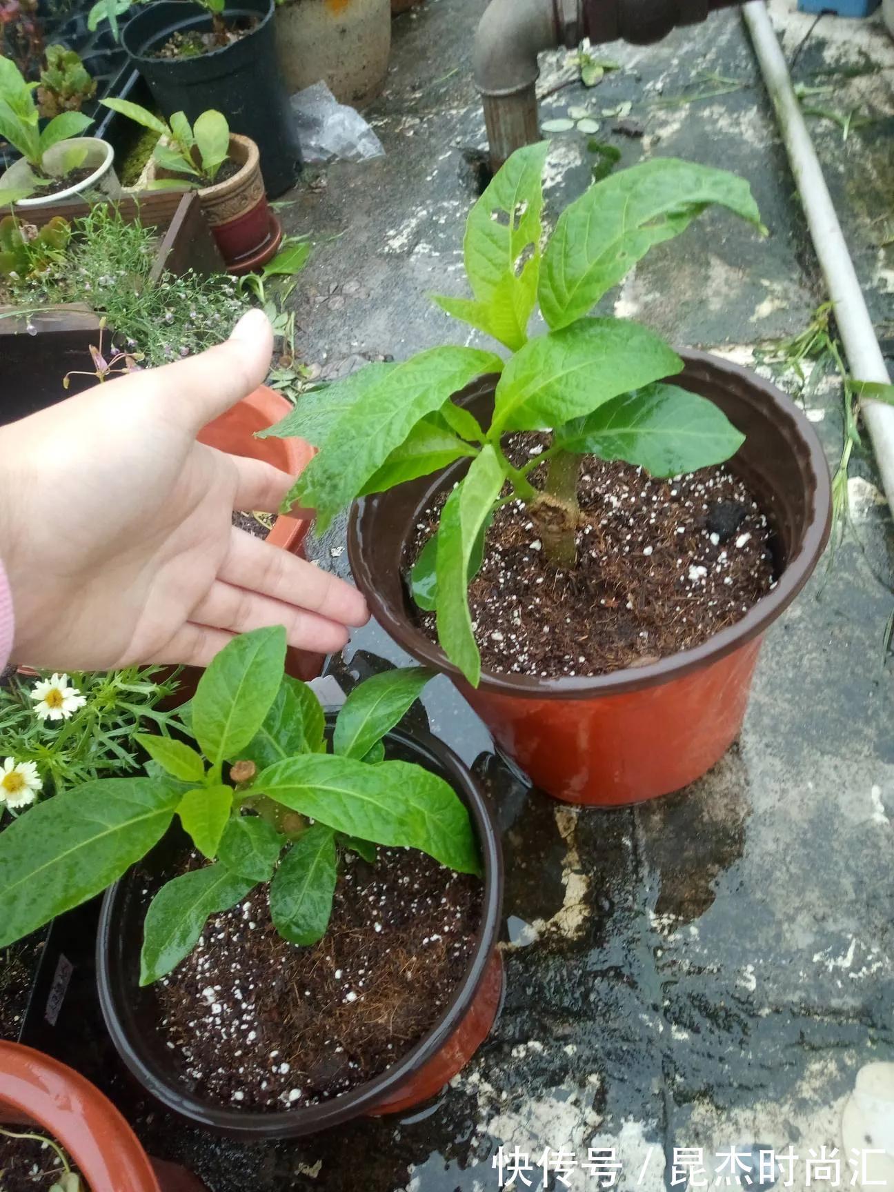 根系|养花盆土硬邦邦,自制一碗水,土壤松软似面包,肥力足